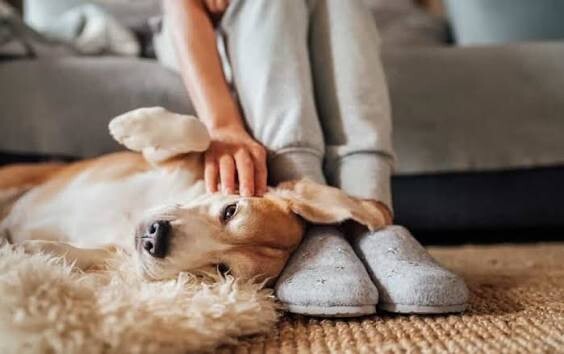 dog laying on floor